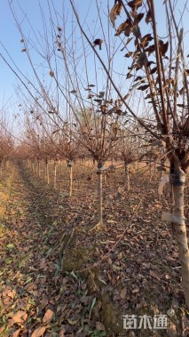 高度200厘米重瓣榆叶梅