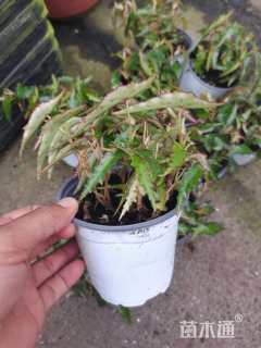 高度10厘米秋海棠