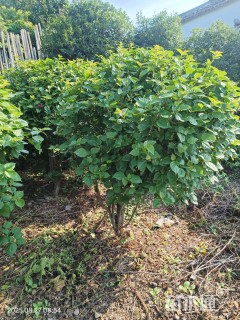 冠幅100厘米三角梅球