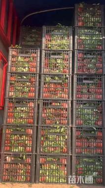 高度10厘米金鸡菊