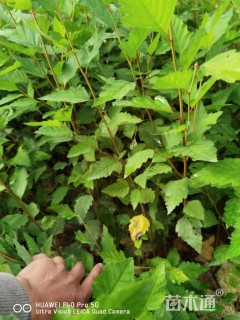 高度80厘米白桦小苗