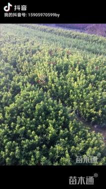 高度20厘米小叶龙船花