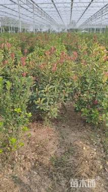 冠幅100厘米红叶石楠球