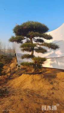 高度150厘米别墅松