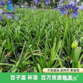 高度35厘米百子莲