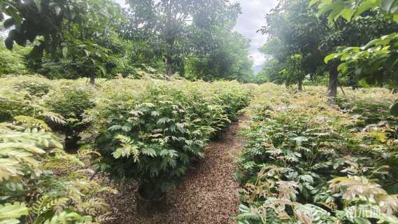 高度120厘米红绒球