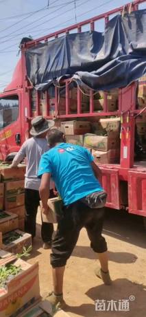 高度25厘米五星花