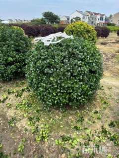 冠幅110厘米无刺枸骨球