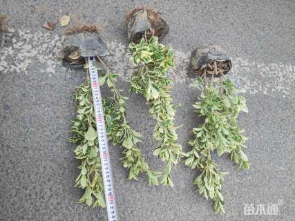 高度45厘米金边黄杨