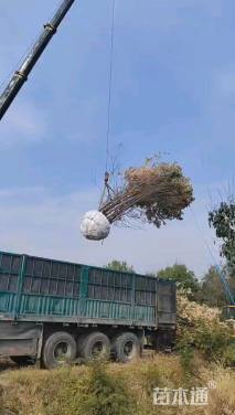 高度300厘米丛生美国红枫