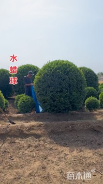 高度200厘米水蜡球
