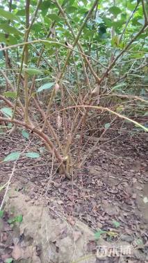 高度80厘米水栒子