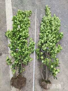 高度150厘米大叶黄杨柱
