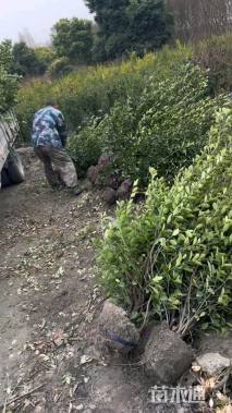 高度180厘米大叶黄杨柱