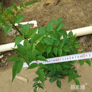 高度30厘米紫云藤