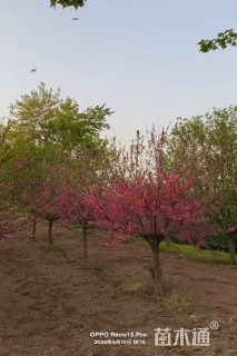 10公分菊花碧桃