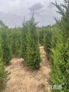 高度250厘米蜀桧