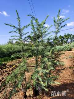 高度80厘米雪松