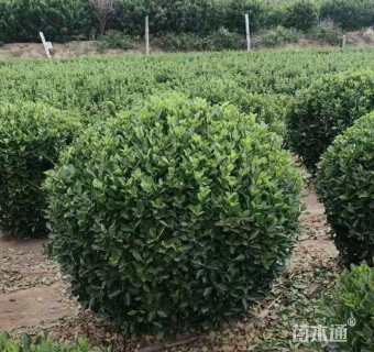 冠幅100厘米大叶黄杨球