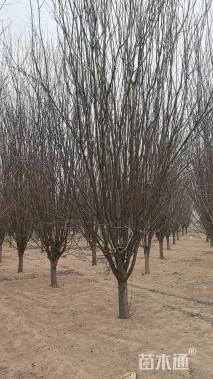 15公分西府海棠