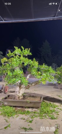 高度120厘米石榴