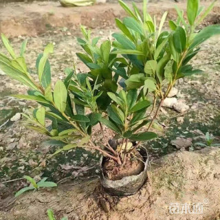 高度40厘米毛鹃小苗