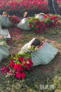 高度20厘米欧洲月季