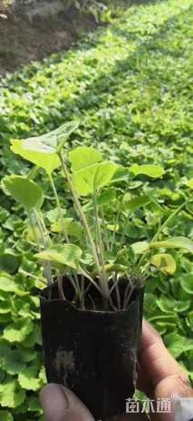 高度15厘米二月兰
