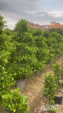 高度170厘米火山榕