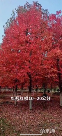 11公分美国红枫