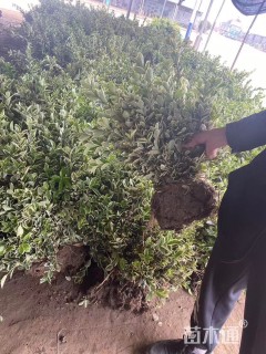 高度60厘米金边黄杨