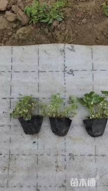 10厘米花叶活血丹