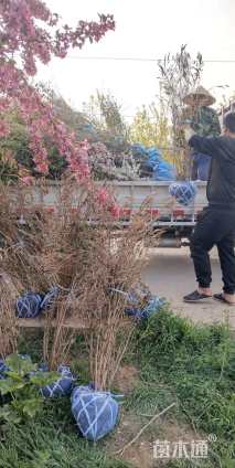 高度100厘米木本香薷