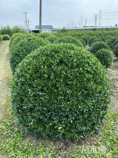 冠幅140厘米海桐球