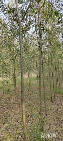 5公分竹柳