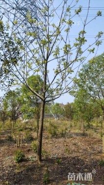 10公分薄壳山核桃