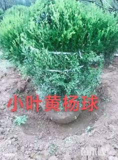 高度80厘米小叶黄杨