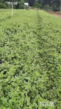 高度30厘米花叶蔓长春