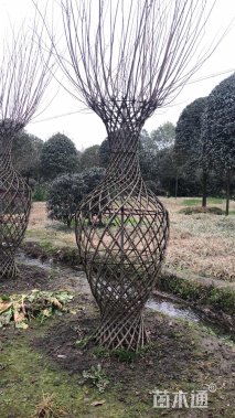 地径(50cm量)公分紫薇花瓶