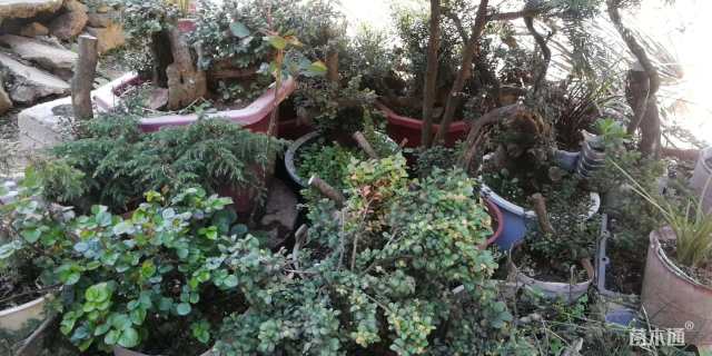 高度15厘米黄杨