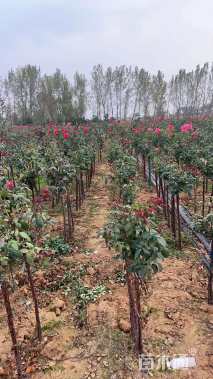 高度130厘米月季