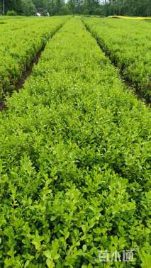 0.3公分小叶冬青