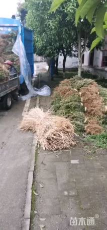 高度50厘米罗汉松小苗