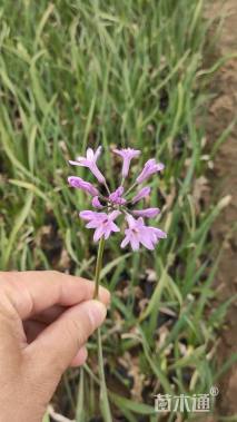 高度15厘米紫娇花