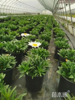 高度20厘米大滨菊