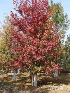 高度900厘米丛生美国红枫