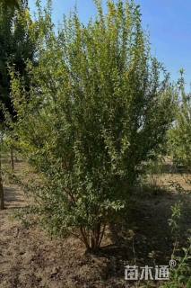 高度300厘米丛生石榴