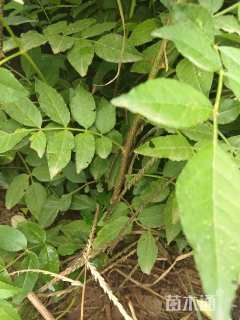 高度60厘米大红袍花椒