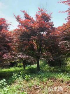 12公分中国红枫