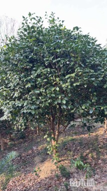 高度250厘米山茶花